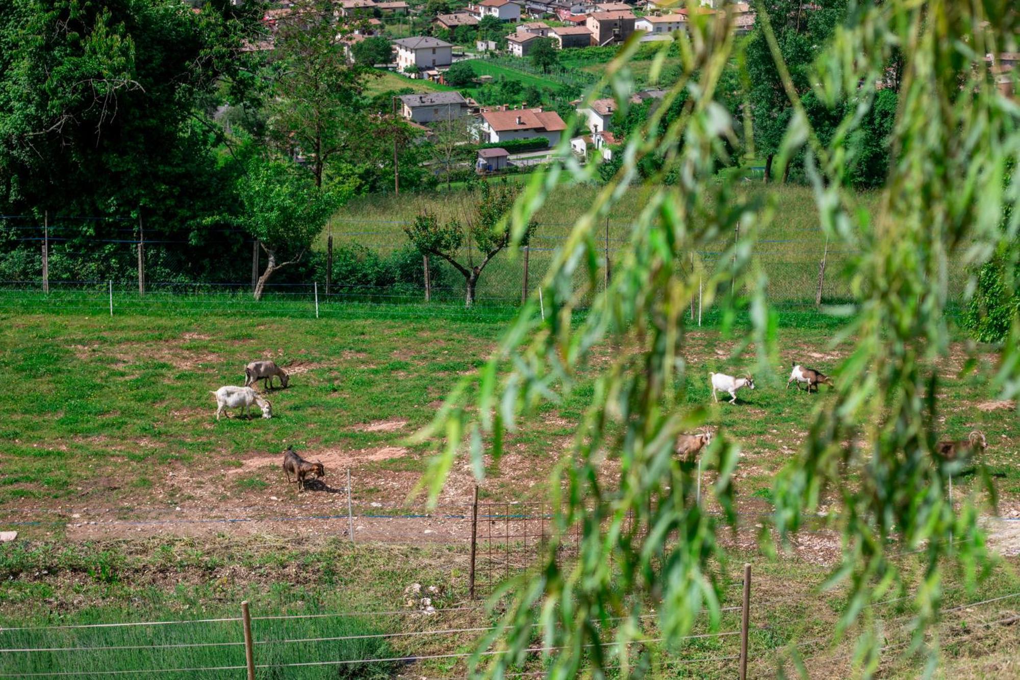 Agriturismo Riva Dei Coz Sequsino Exteriér fotografie